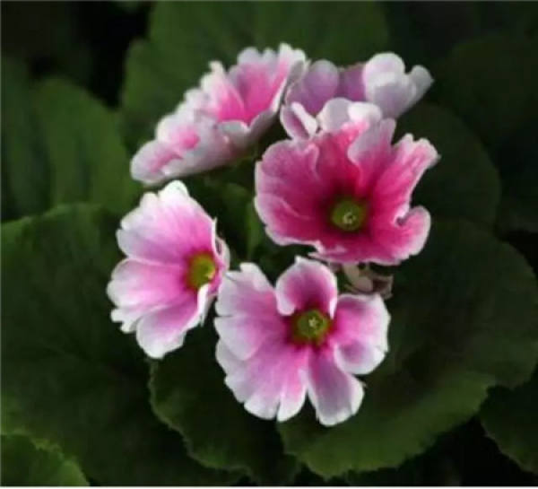 Sinningia speciosa