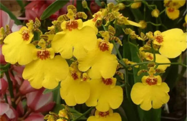 Sinningia speciosa