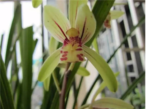Sinningia speciosa