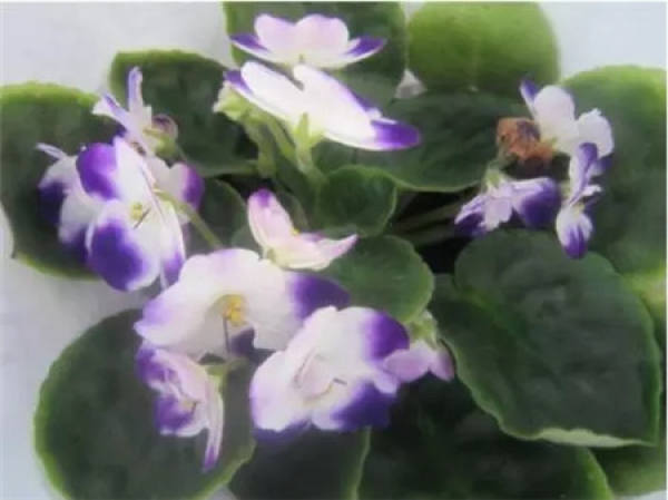 Sinningia speciosa