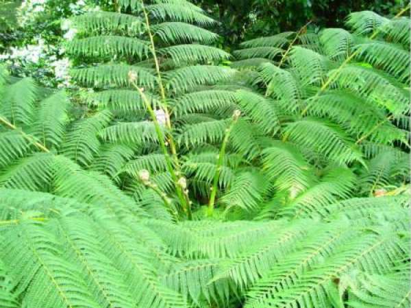 Method for culturing fern