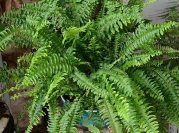 Points for Attention in Pteridophyte Culture