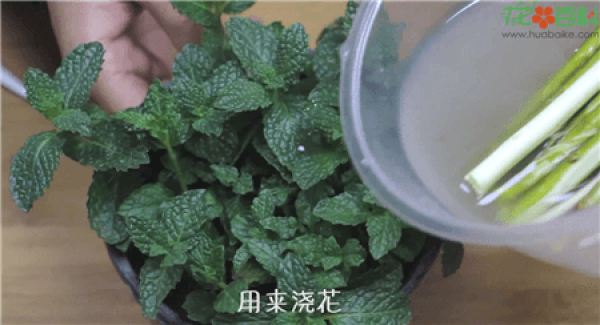 Other Effects of Self-made Rooting Water on Willow Branches