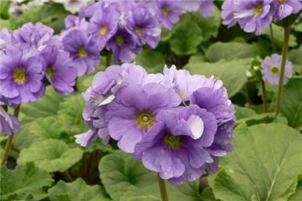 Flowering period of evergreen primrose