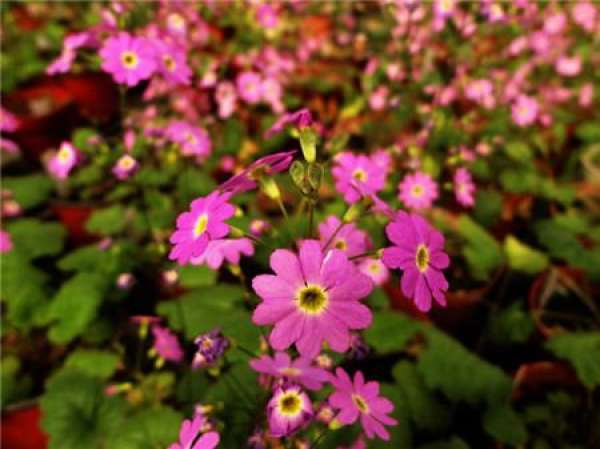 Flowering period of evergreen primrose
