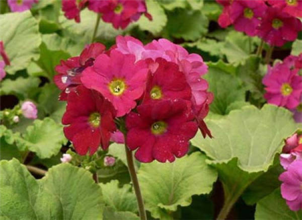 Method for controlling florescence of primrose