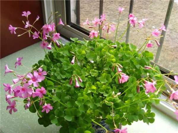 The Flower Language of Clover