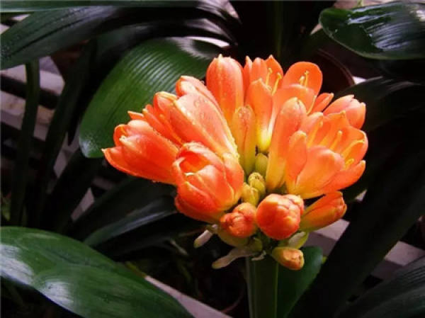 Fertilization during flowering period