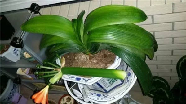 Fertilization during flowering period