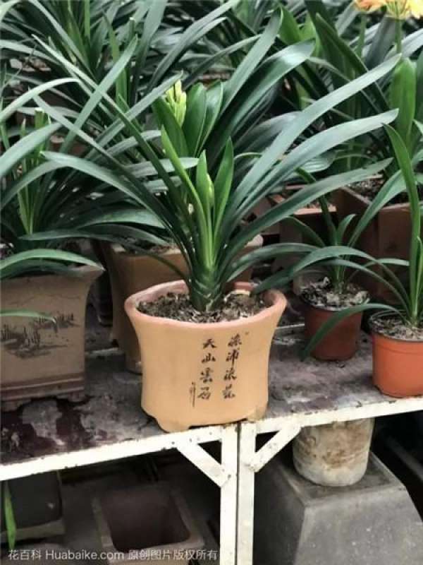 Fertilization during flowering period