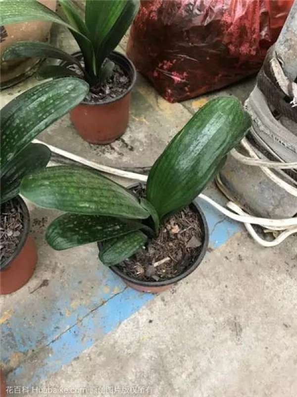 Fertilization during flowering period
