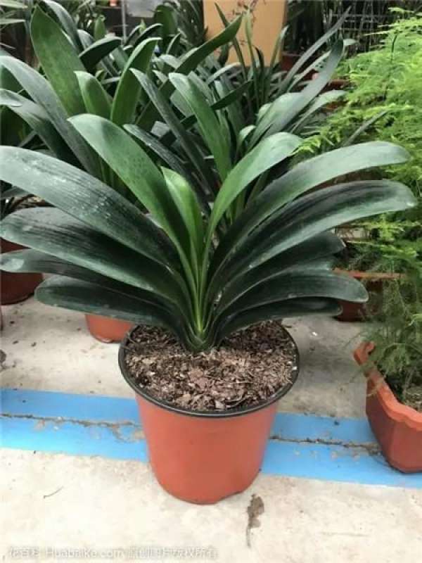 Fertilization during flowering period
