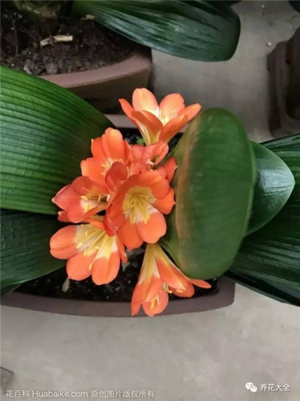Preanthesis