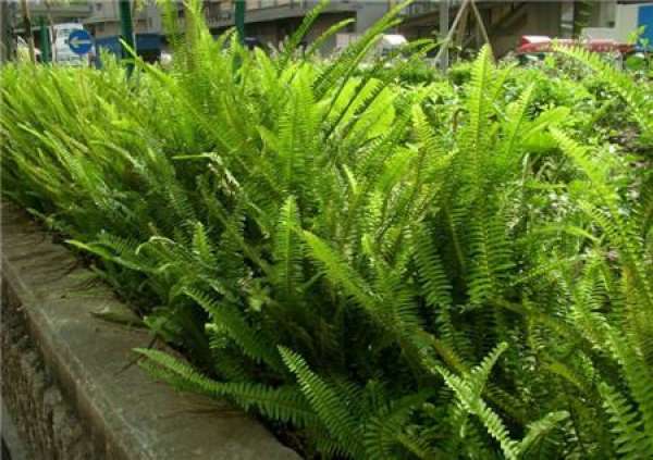 Nephrolepis