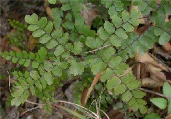 Nephrolepis