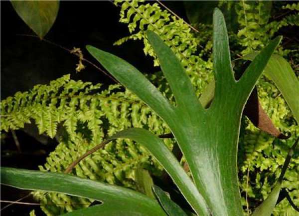 Nephrolepis
