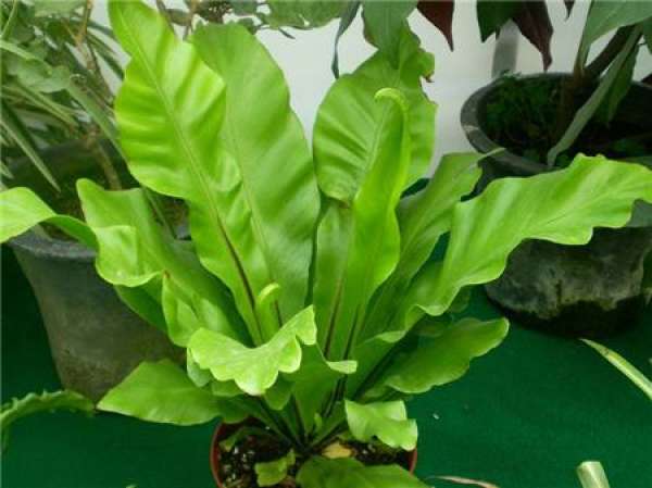 Nephrolepis