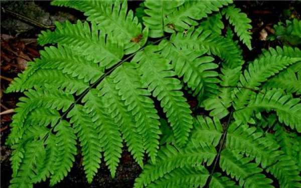 Nephrolepis
