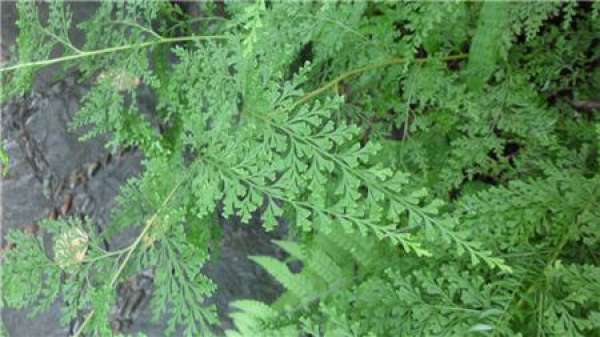 Nephrolepis