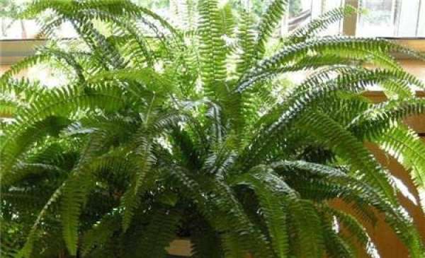 optimum temperature for the growth of nephropteris