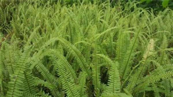optimum temperature for the growth of nephropteris