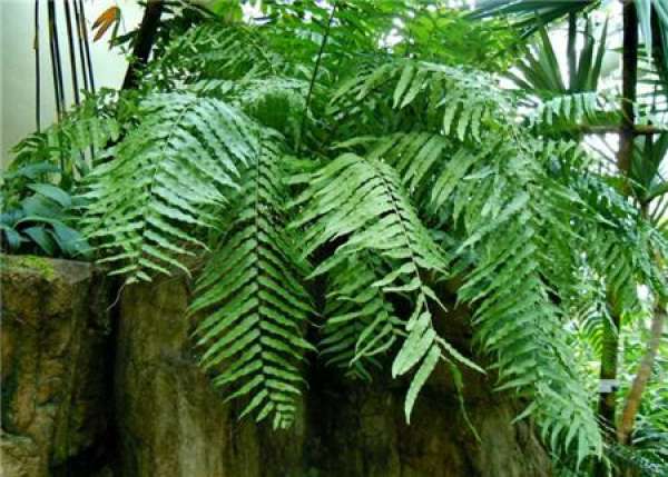 Dryopteris longifolia