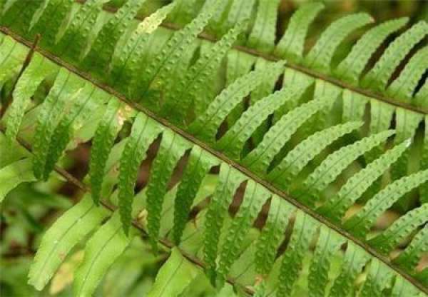 Dryopteris longifolia