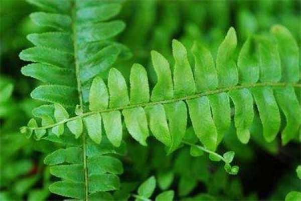 Carduellia longifolia