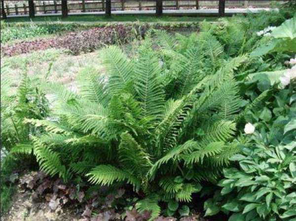 weeding and loosening soil for podophyll