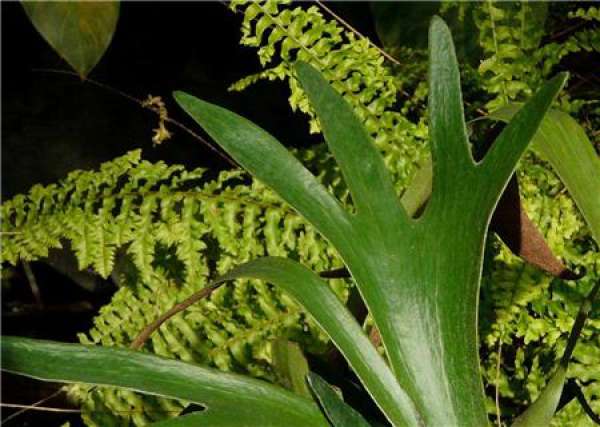 water control of staghorn fern