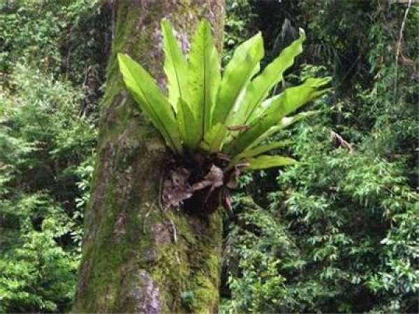 water control of staghorn fern