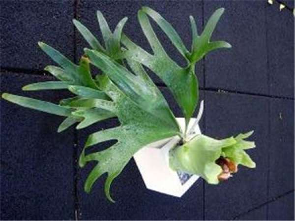 Illumination control of Platycerium japonicum