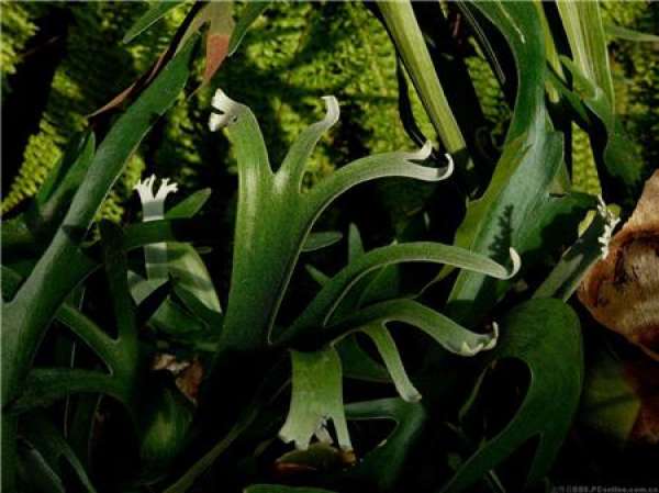 Leaf blight of staghorn fern and its control