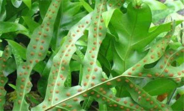 Leaf blight of staghorn fern and its control