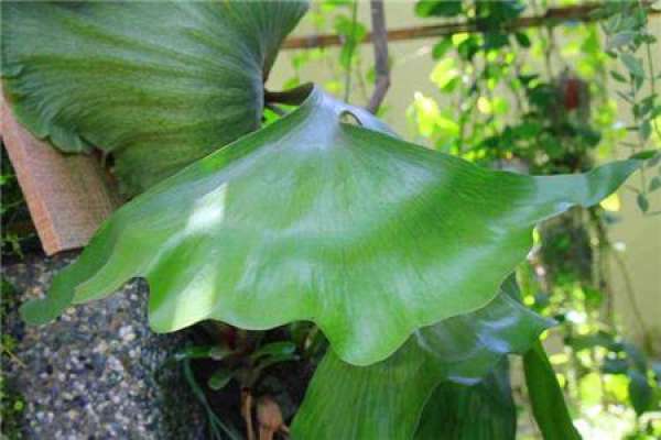 Aphid of staghorn fern and its control