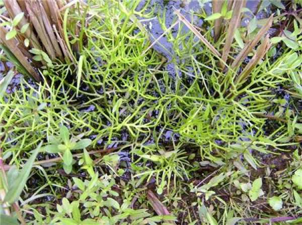 the best place to plant water fern