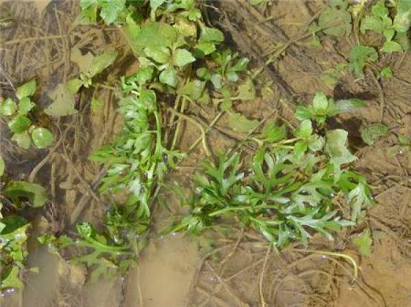 the best place to plant water fern