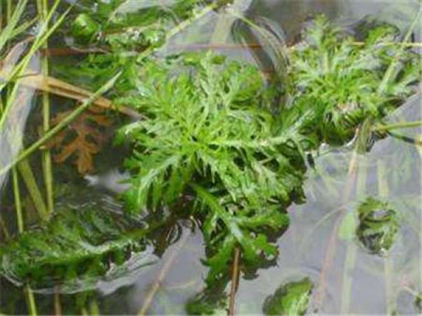 the best place to plant water fern