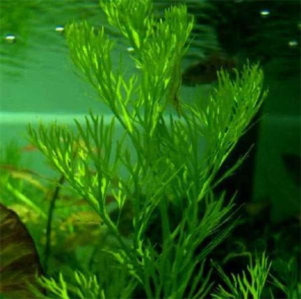 Water fern to avoid drought
