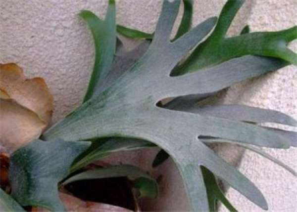 branching time of staghorn fern