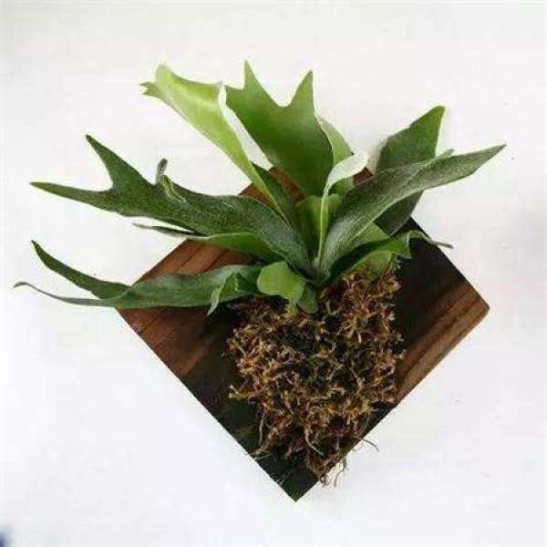 branching time of staghorn fern
