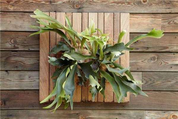Maintenance of Rhynchophyllum platanifolium after Ramification