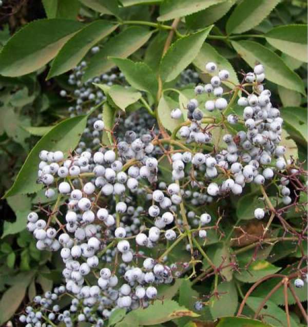 How to cut elderberry The Plant Aide