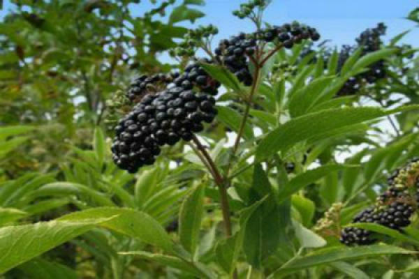Common Diseases and Insect Pests of Elderberry Common Diseases and Insect Pests of Elderberry