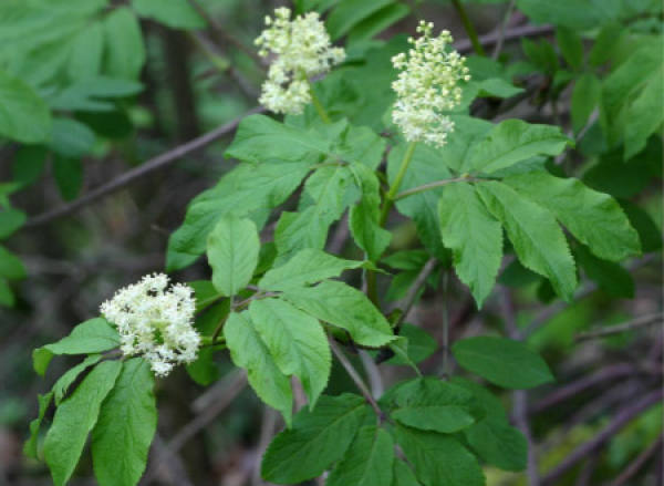 Varieties of elder