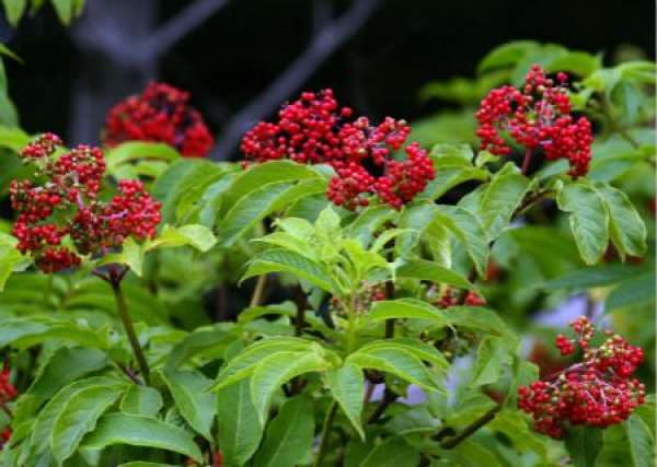 Varieties of elder