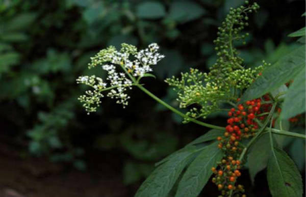 Varieties of elder