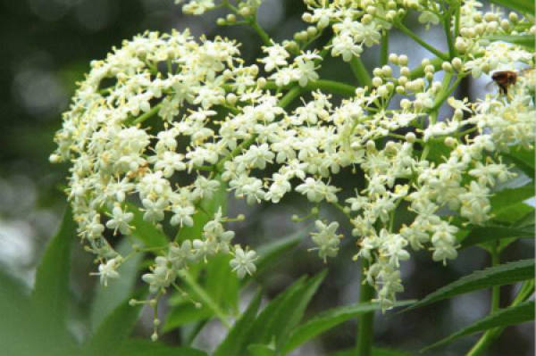 Sambucus nigra