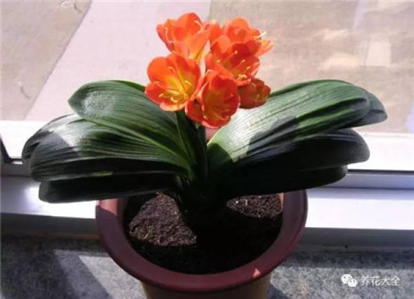 Clivia miniata