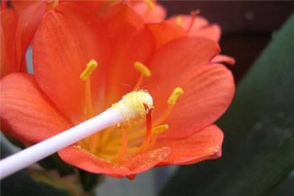 Clivia miniata